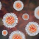 Hepatitis C Virus Model