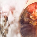 Human Kidney Cross Section